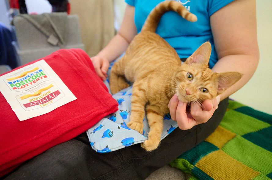 Ginger tabby cat laying on someone's lap with a People's Postcode Lottery blanket next to them