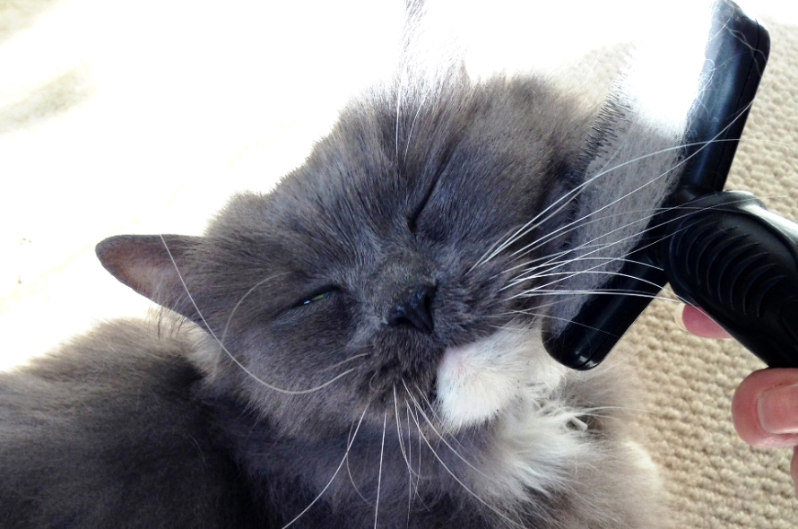 Grey cat getting brushed on his cheek