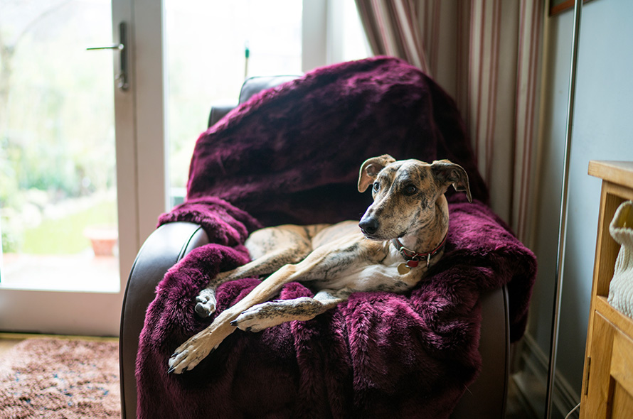 greyhound lounging on purple blanket covered chair in living room