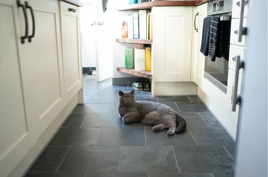 Grey cat laying on the kitchen floor in a relaxed manner