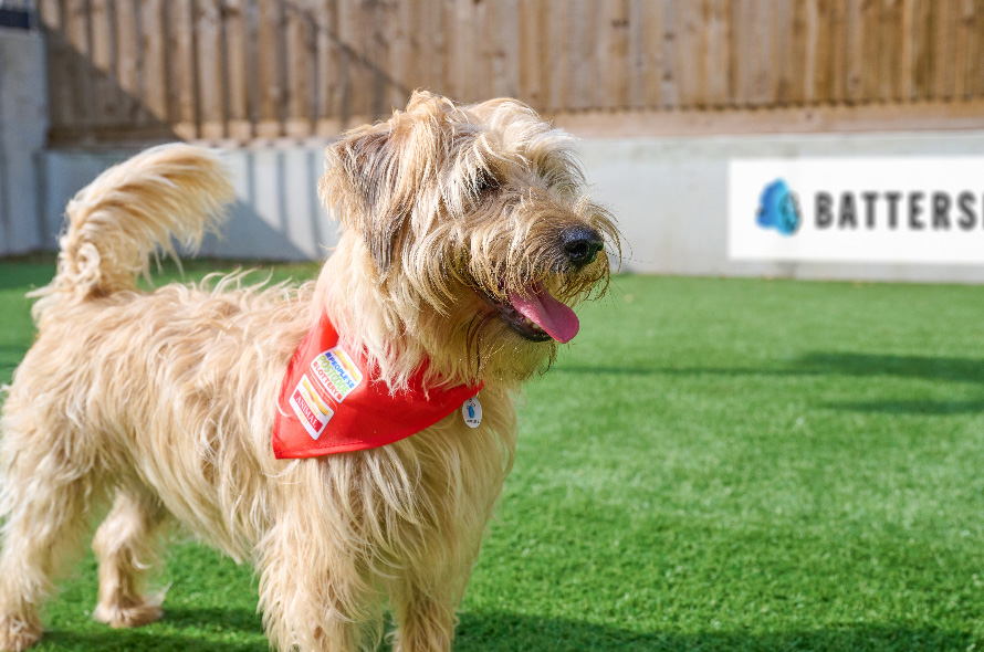 shaggy brown terrier with postcode lottery scarf around neck playing on grass