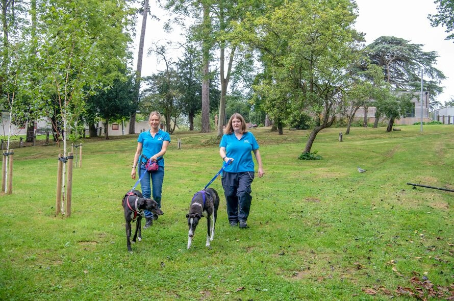 two greyhounds being walked by Battersea staff in the park