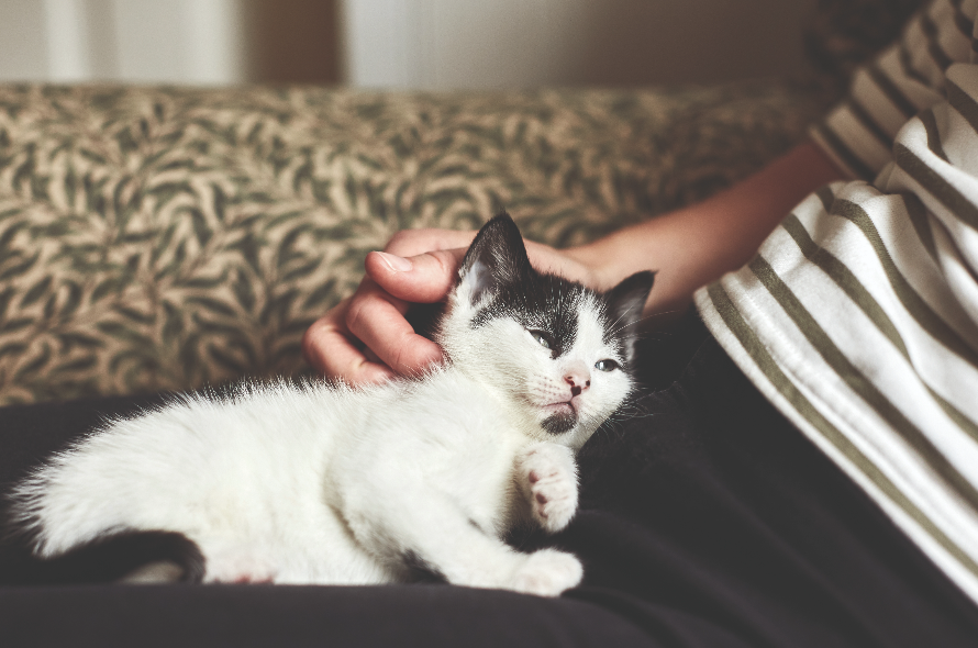 Black and white kitten sitting in someone's lap