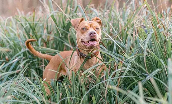 Search dog advice