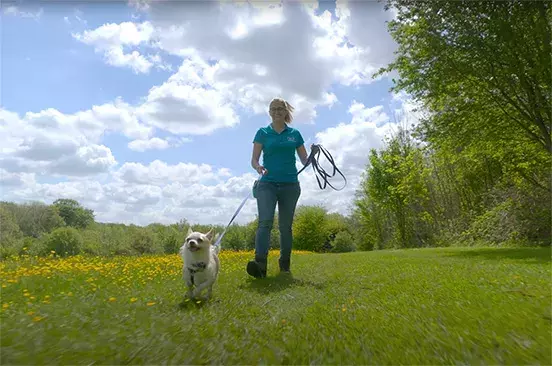 Search dog advice