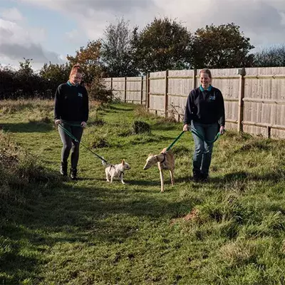 Search dog advice