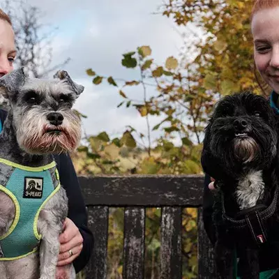 Introducing a new dog to an existing dog in the family