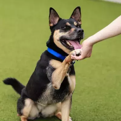 How to teach your dog to high five