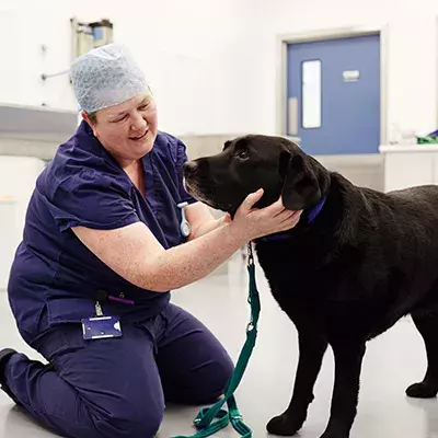 Search dog advice