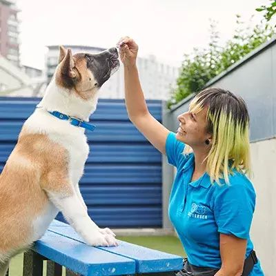 Search dog advice