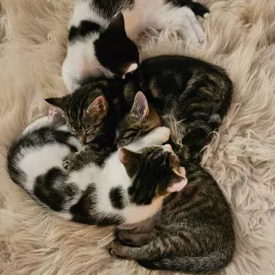 Cat, Foster Carer