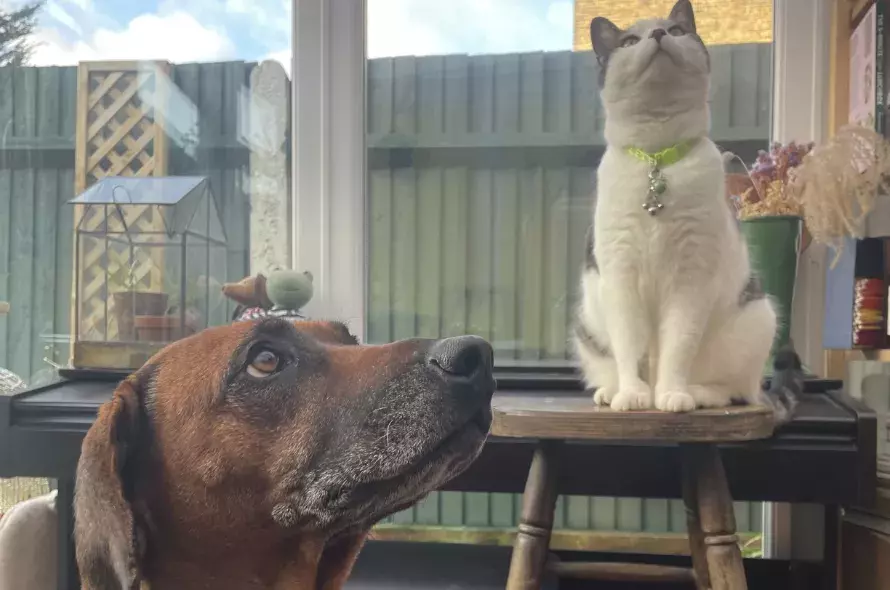 Rita the large brown dog looking up at Clark the tabby cat