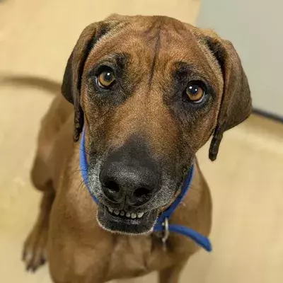 Rita the large brown dog looking up at the camera