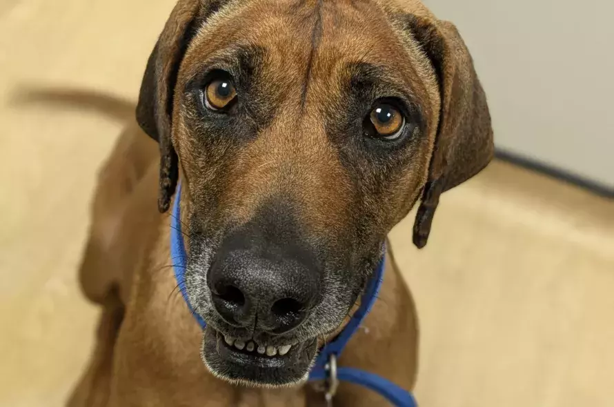 Rita the large brown dog looking up at the camera