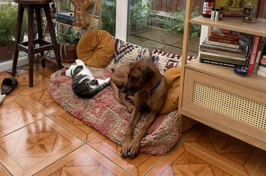 Rita the large brown dog sleeping on dog bed with Clark the tabby cat