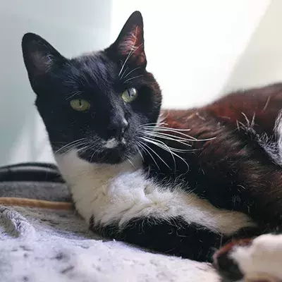 Black and white cat laying down looking at the camera