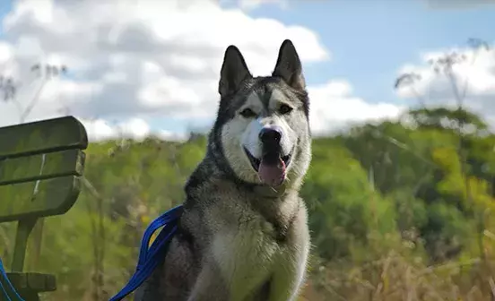 Blue the husky, sitting in a field