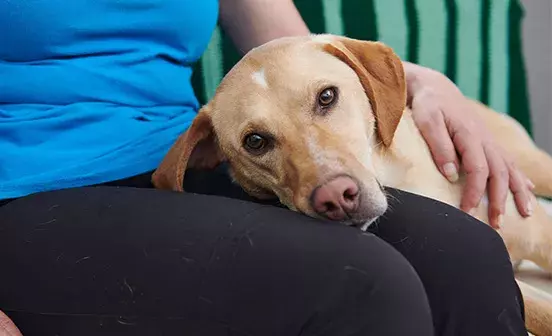 Dog laying his head on employee lap