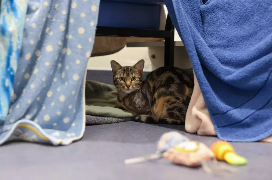 Earth the cat sitting under chair and blankets