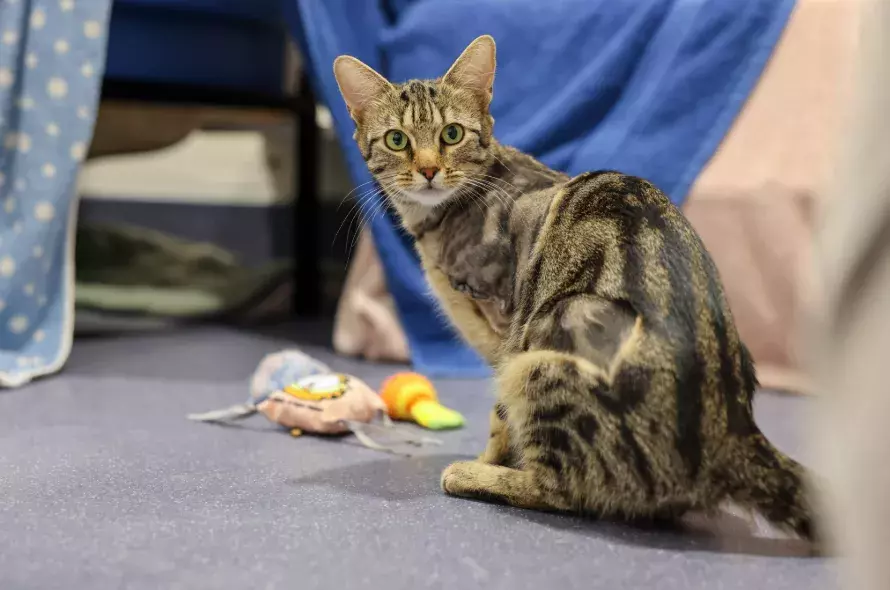 Earth the three legged cat sitting on floor