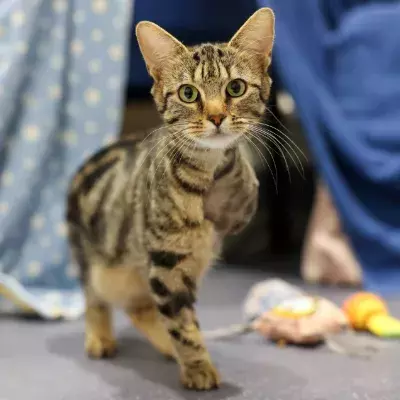 Earth the three legged cat standing and looking forward