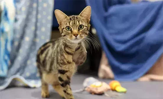 Earth the three legged cat standing and looking forward