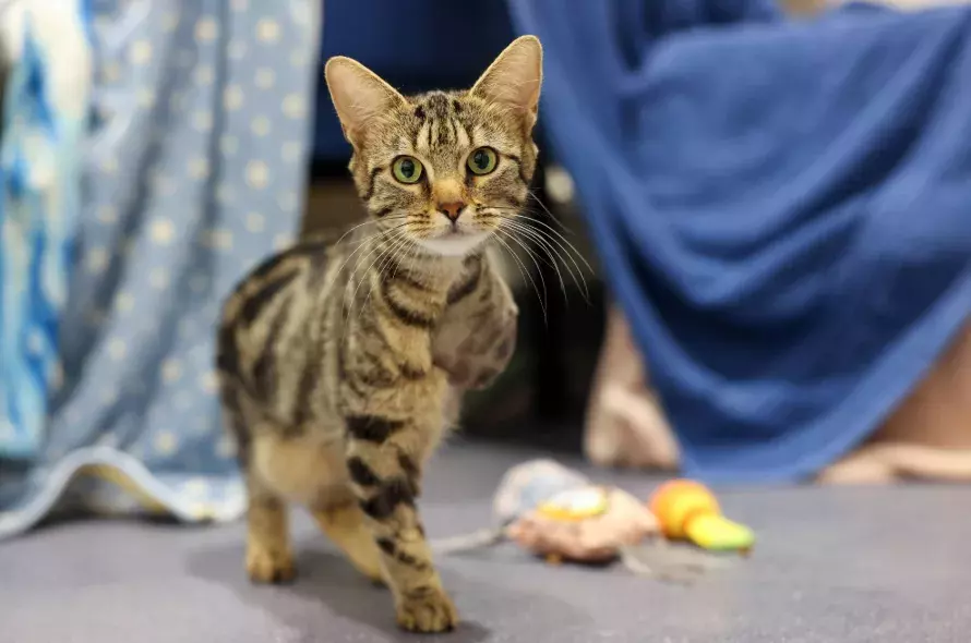 Earth the three legged cat standing and looking forward