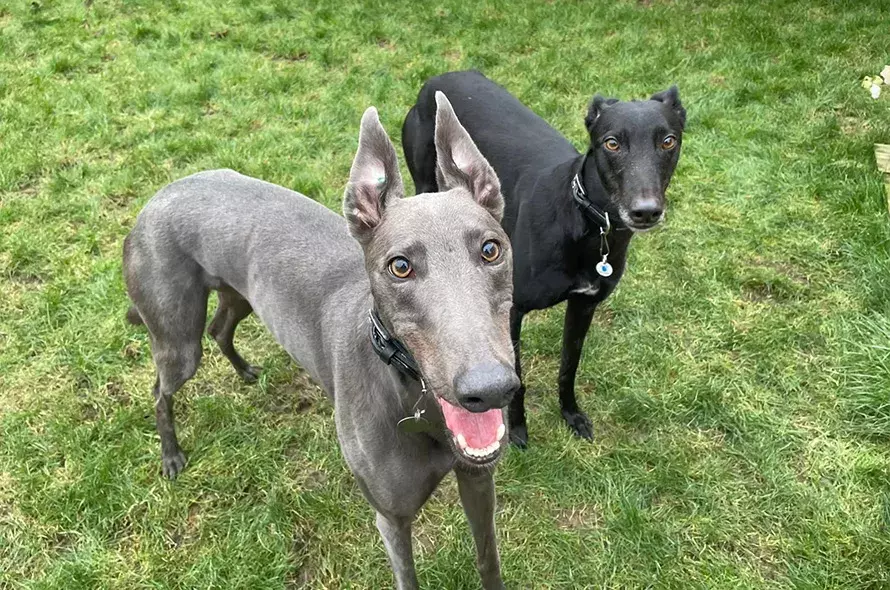 Arnie and Cassie in the garden