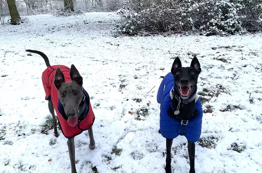 Arnie and Cassie in the snow