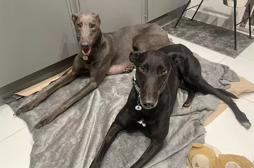 Arnie and Cassie laying on a blanket