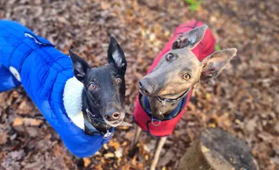 Arnie and Cassie in their coats 