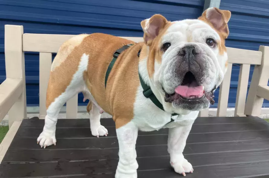 Luna the bulldog standing on a bench