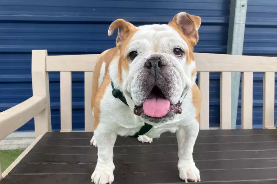 Luna the bulldog standing on a bench