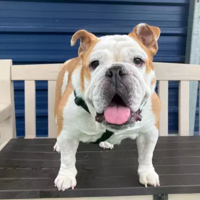 Luna the bulldog standing on bench