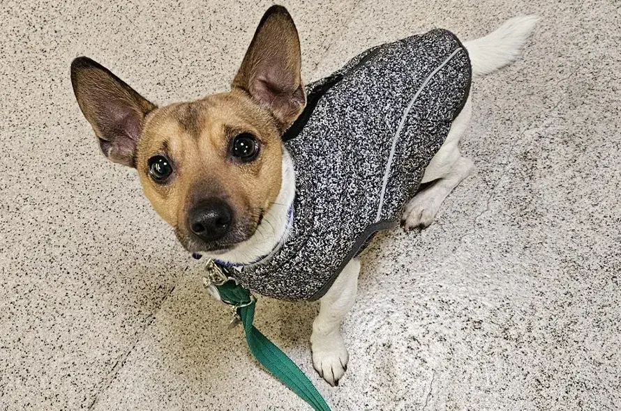 Mango in coat