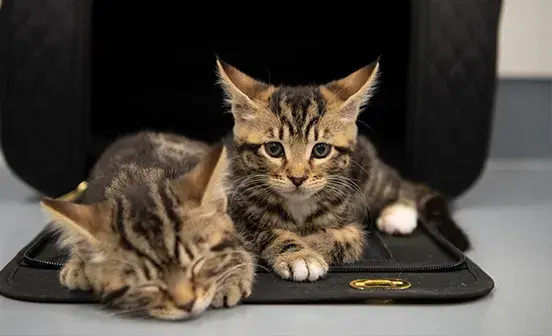 Cats in our care