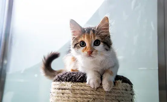 Cats in our care