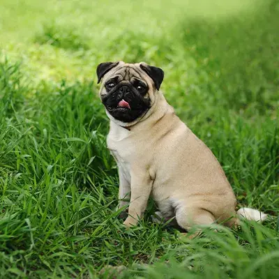Pug sitting on grass