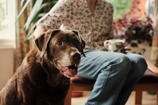 Chocolate Labrador sitting in a home