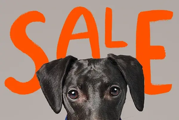 Small black dog with the text "sale" behind him