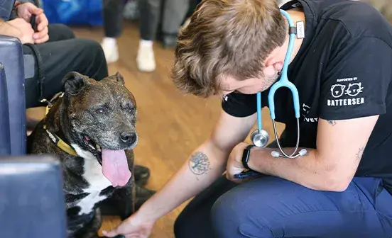 A vet reaching for a dog&#039;s paw