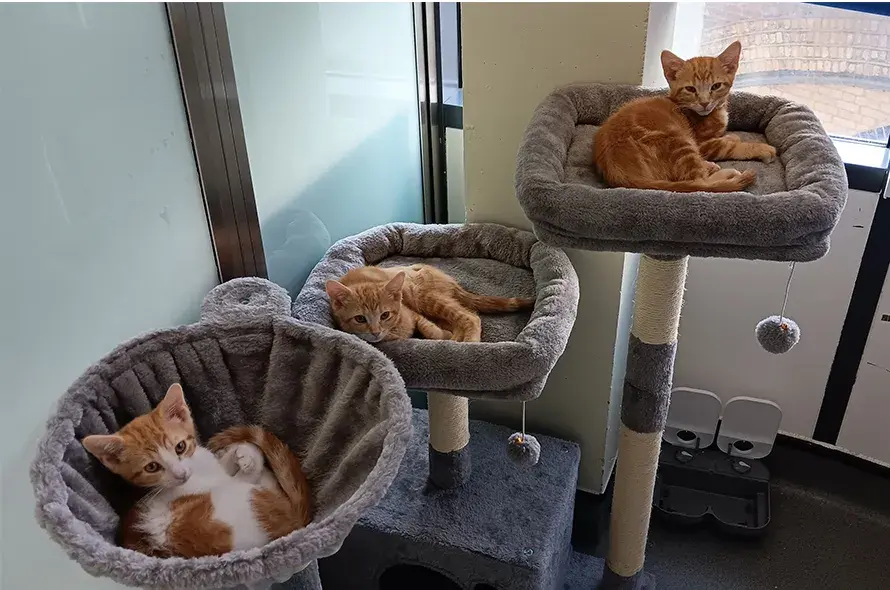 Bread kitten trio laying in beds