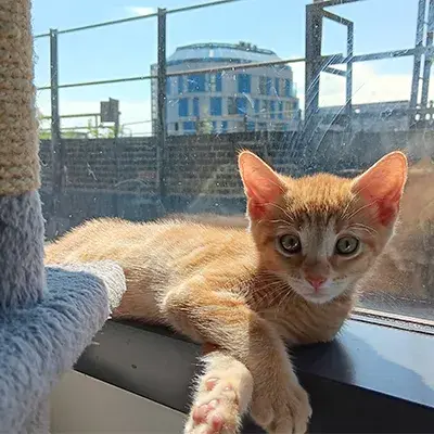 Chapati sunbathing