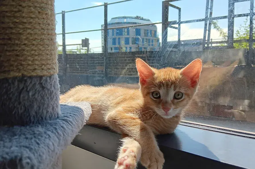 Chapati sunbathing