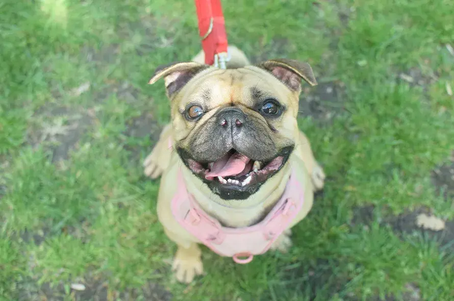Hugo on lead in a park