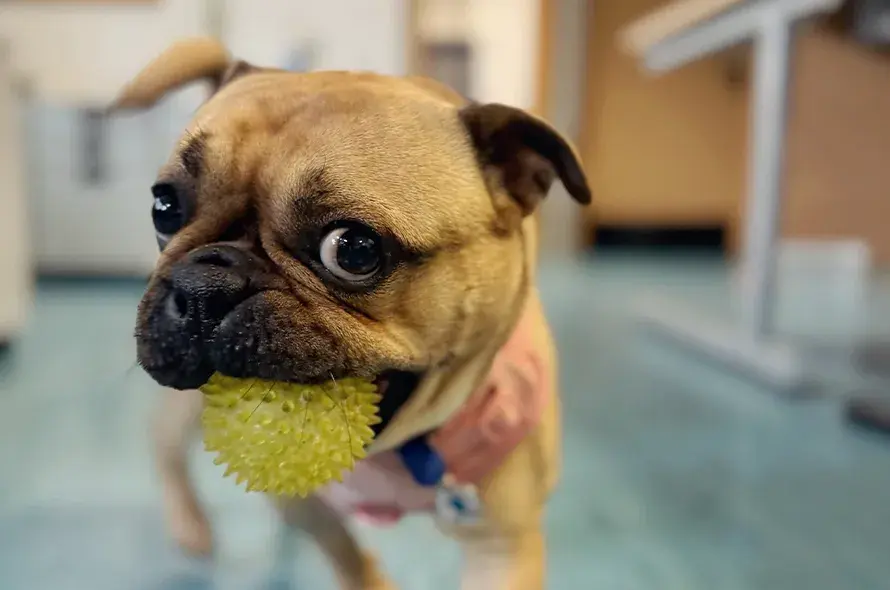 Hugo playing in the office