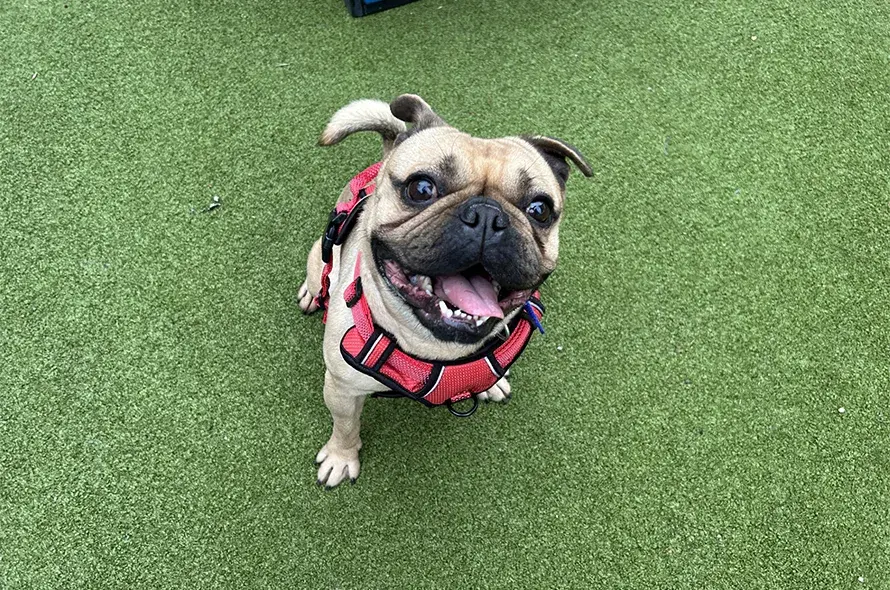 Hugo sitting in the paddock