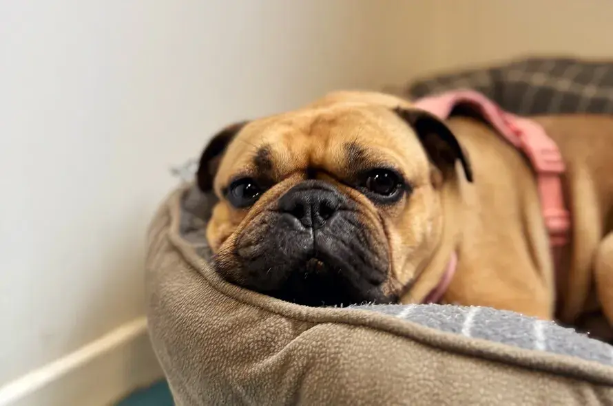 Hugo sleeping in his bed