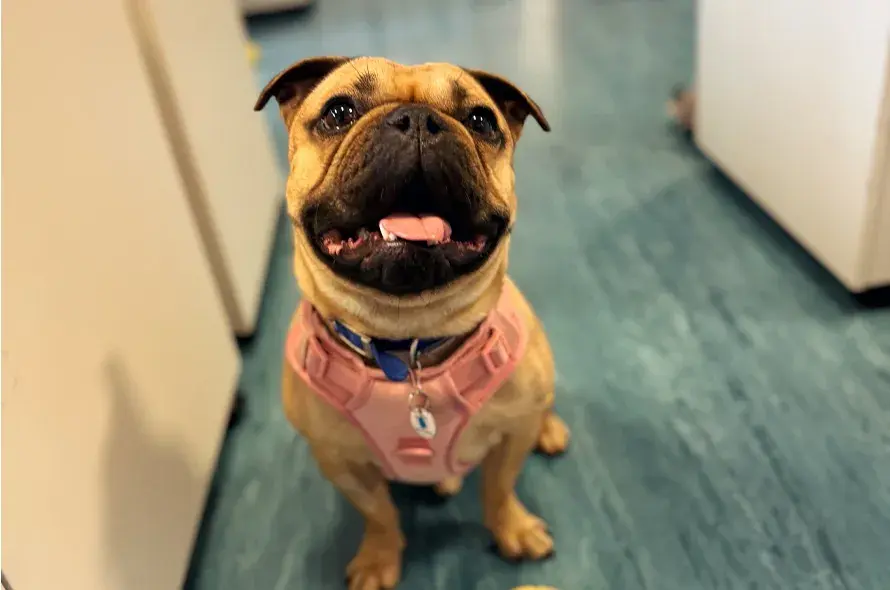 Hugo smiling up at the camera