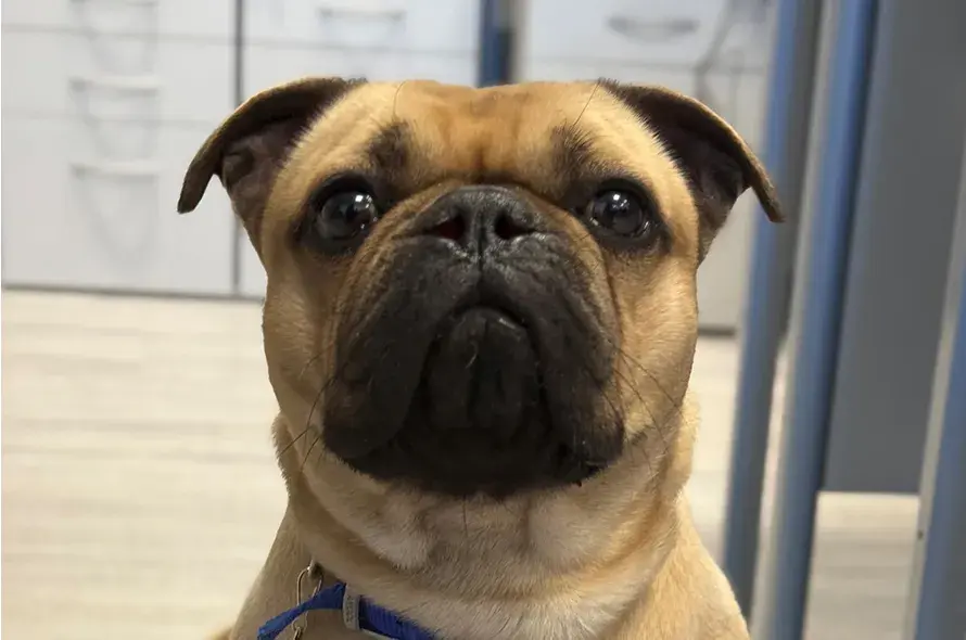 Hugo the pug